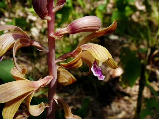 {Hexalectris spicata}